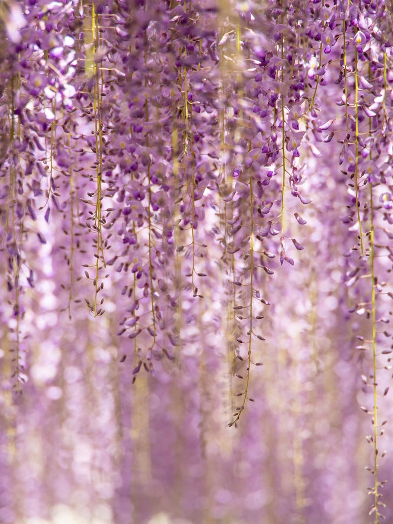 Hanging Gardens